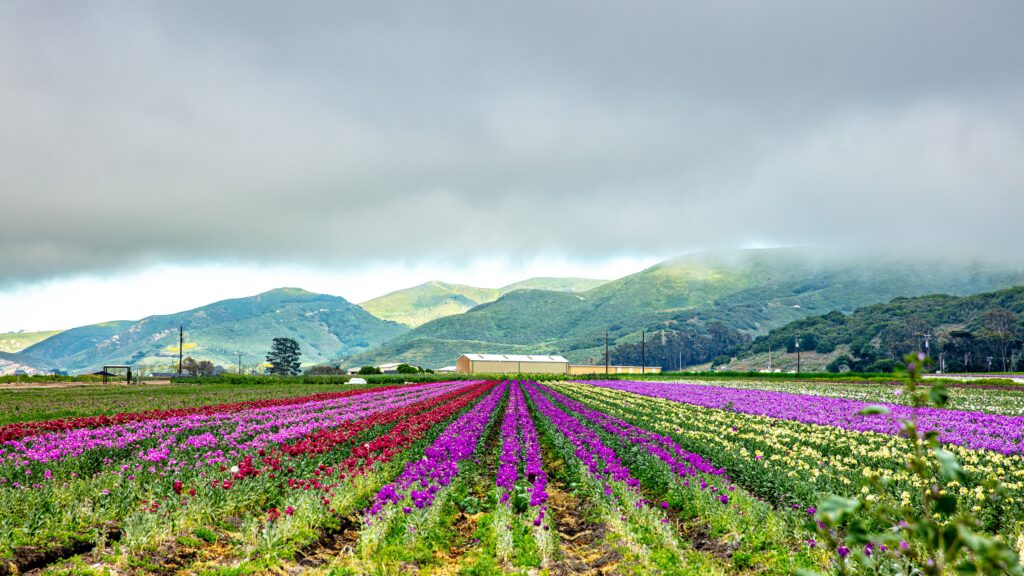 Lompoc, California is renowned for the exquisite blooms of Sweet Peas flowers.