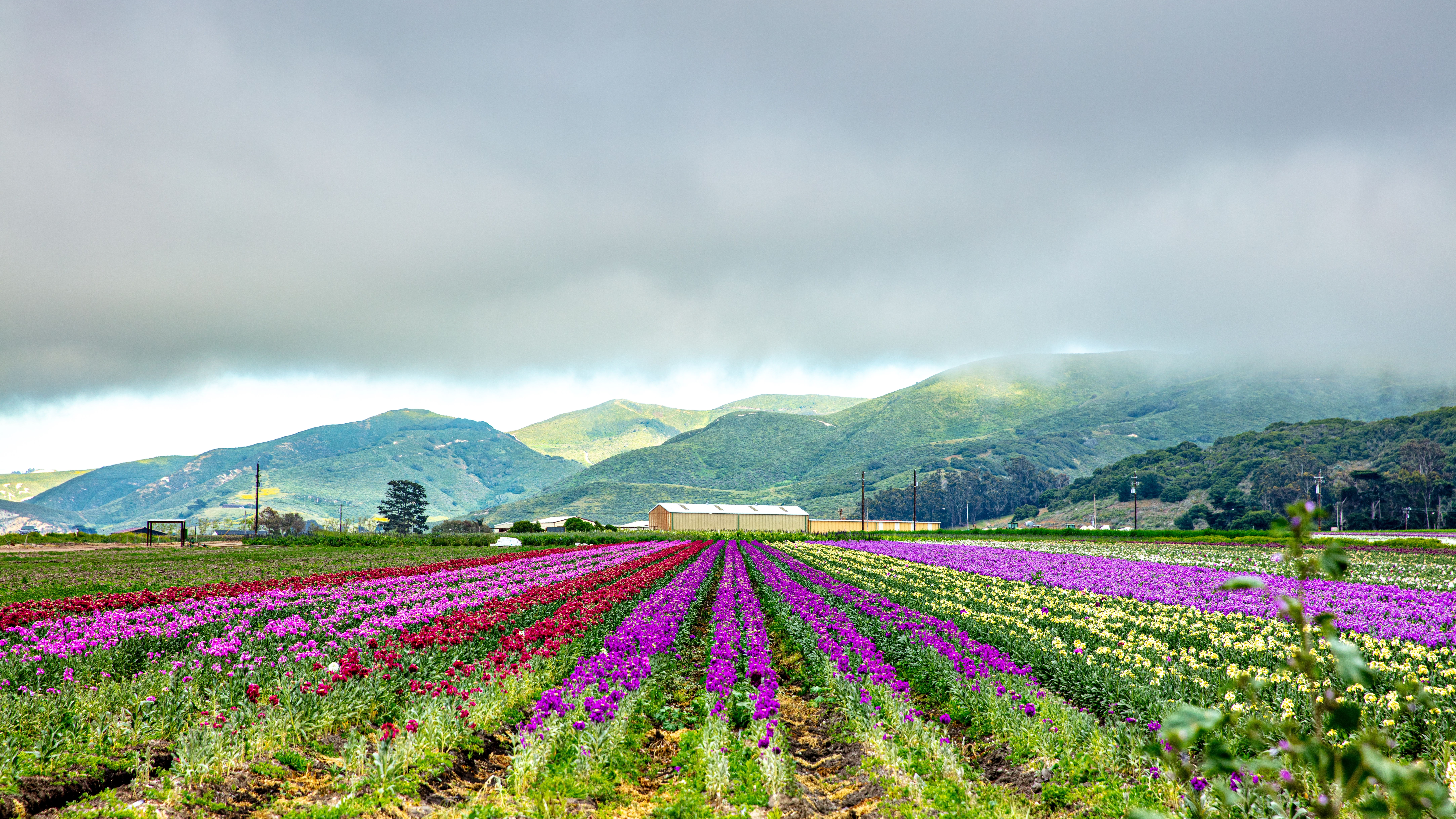 Lompoc, California is renowned for the exquisite blooms of Sweet Peas flowers.